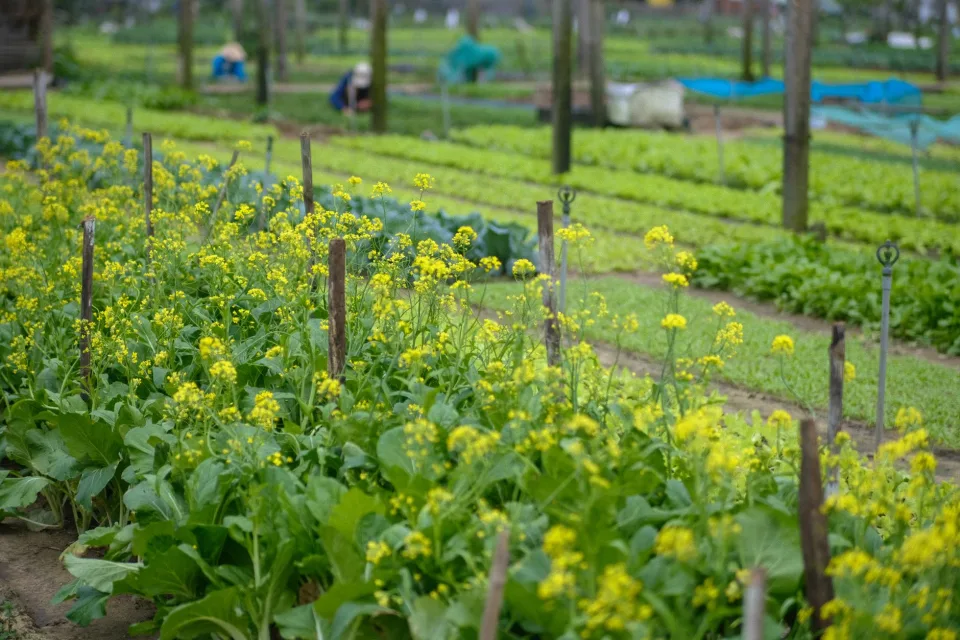 Vườn rau của Phạm Thị Thu Hà